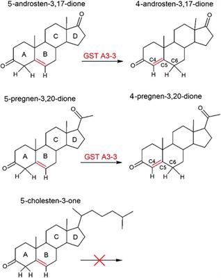 Glutathione Transferases as Efficient Ketosteroid Isomerases